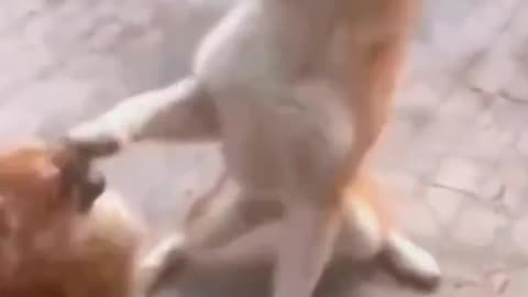 Dogs_life _petlife_style Dog fun