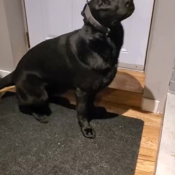 Dog instantly changes into a friendly seal