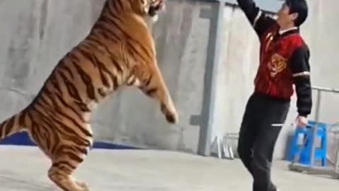 Tiger training video