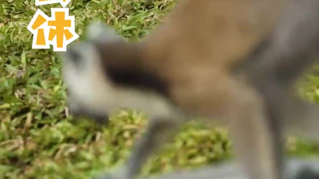 The lemur