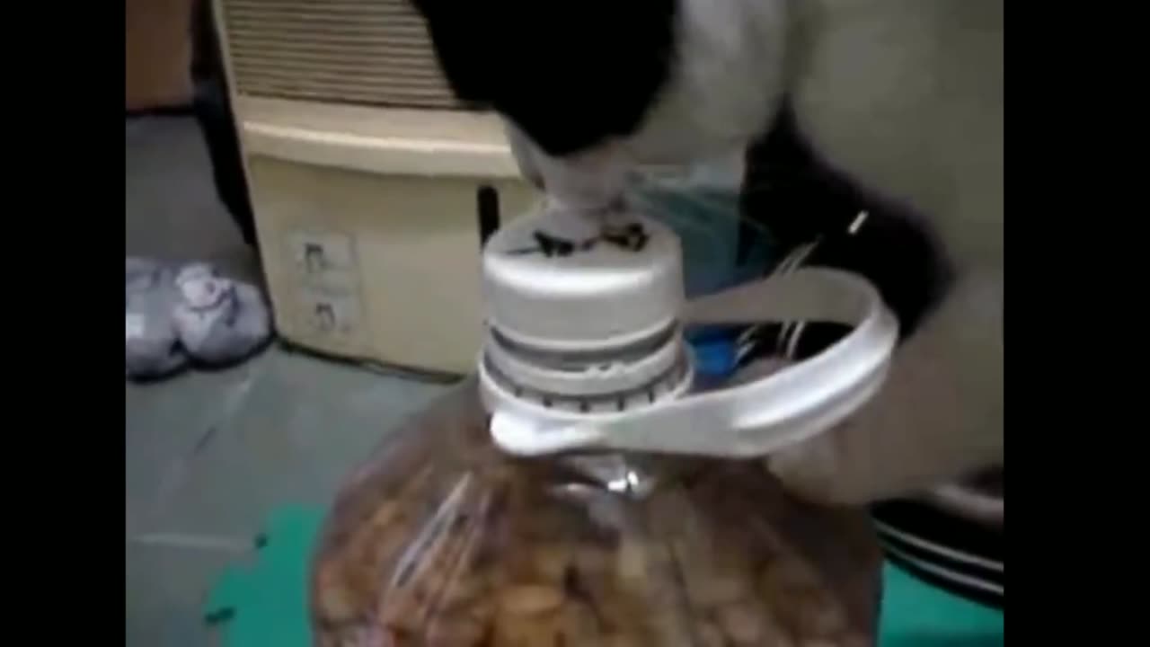 Oh my god 😲 Smart cats ideas