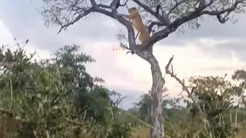 Elephants Save Leopard From Lions in Tree