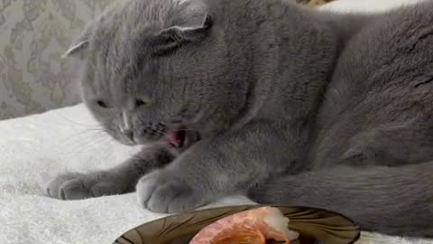 Cat dislike food