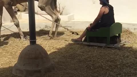 Do you ever see that? Camel and more