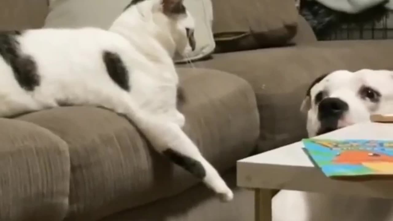 Dogs funny videos 2023