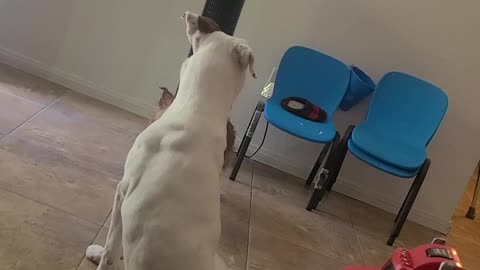 Bored with a broken leg