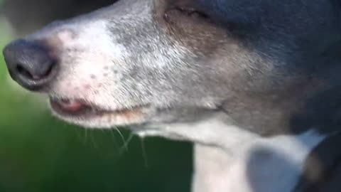 I Filmed My Dog Whenever He Cried Or Was Nasty For 24 Hours