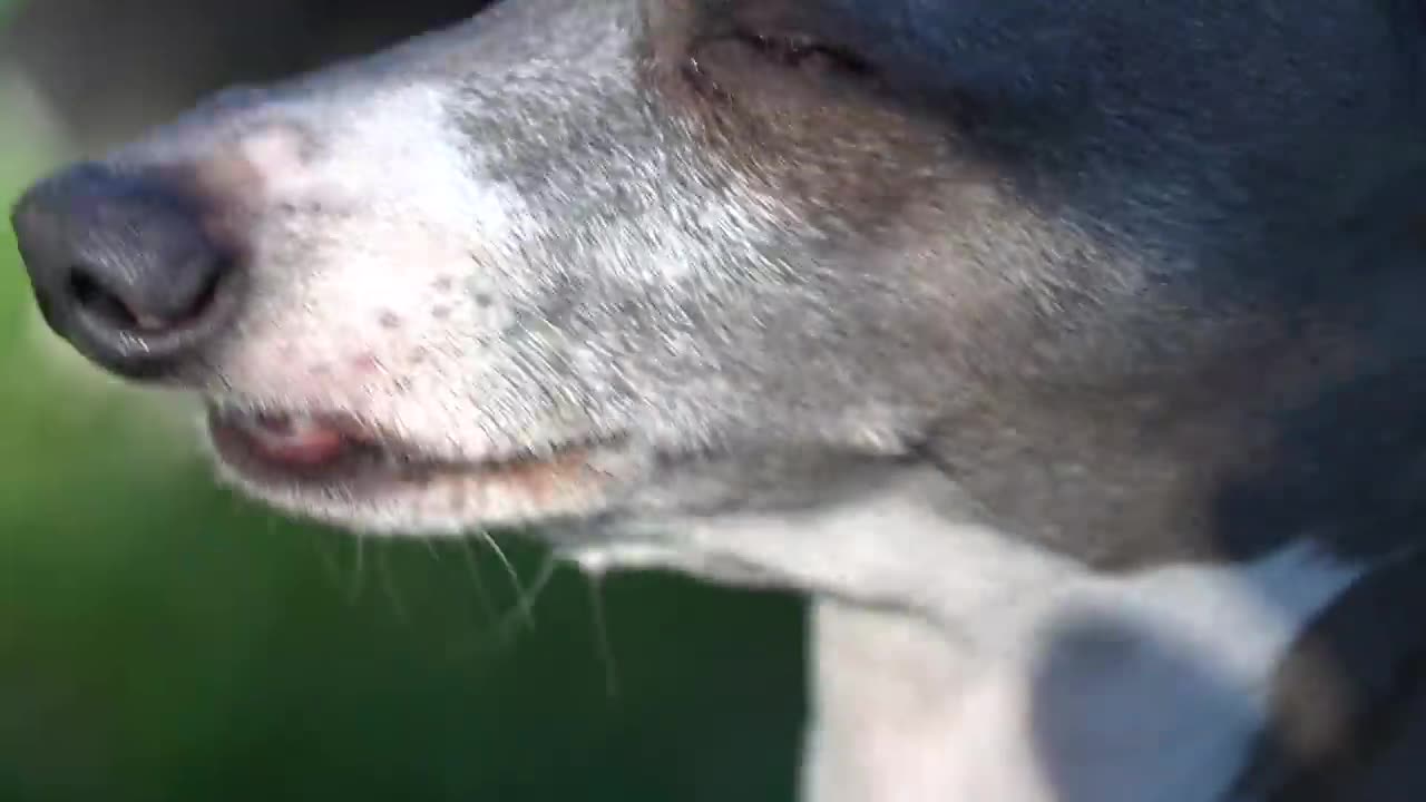 I Filmed My Dog Whenever He Cried Or Was Nasty For 24 Hours