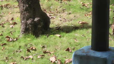 12/3/24 iguana tree climbing