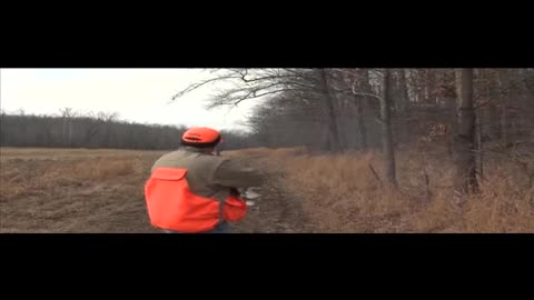 There's a covey! #quail #hunt