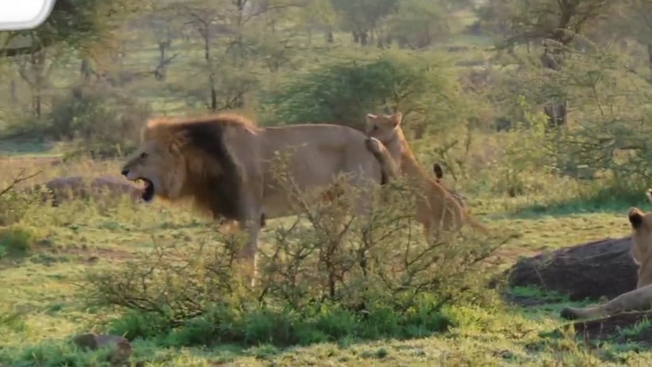 Who win the king seat = lions