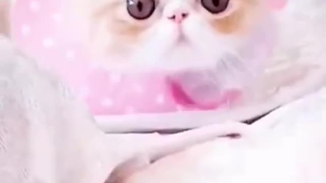 Two cats are fighting, cat's birthday
