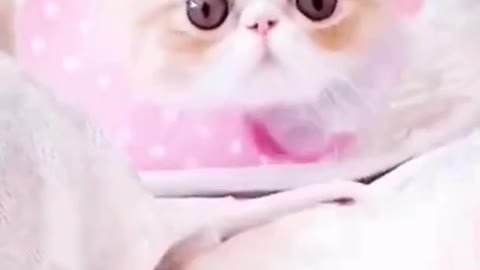 Two cats are fighting, cat's birthday