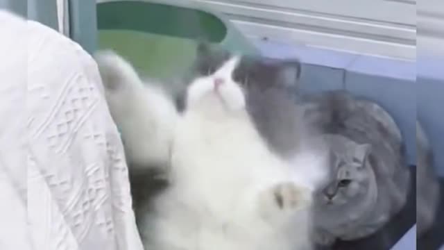 I love this cat. It's so cute when it jumps around