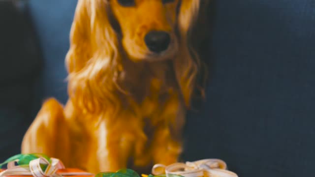 Funniest & Cutest Labrador Puppies #2 - Funny Puppy Videos 2022