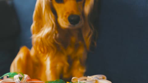 Funniest & Cutest Labrador Puppies #2 - Funny Puppy Videos 2022