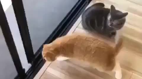 Cats crossing door