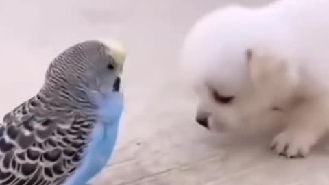 Cute puppy ❤️dog
