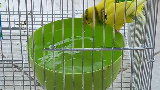 Bird Bath Budgie busyness.