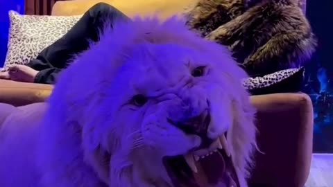 Dubai 🇦🇪 King 👑 Sheikh Nawab With White Tiger 🐯 Lion 🦁 White Tiger 🐅 #Dubai #shorts