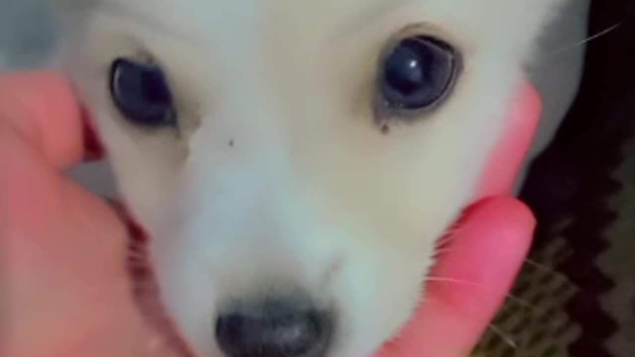 Cute puppy 2