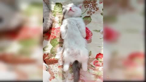 Baby Cats - Cute and Funny Cat Videos Compilation #1 2022