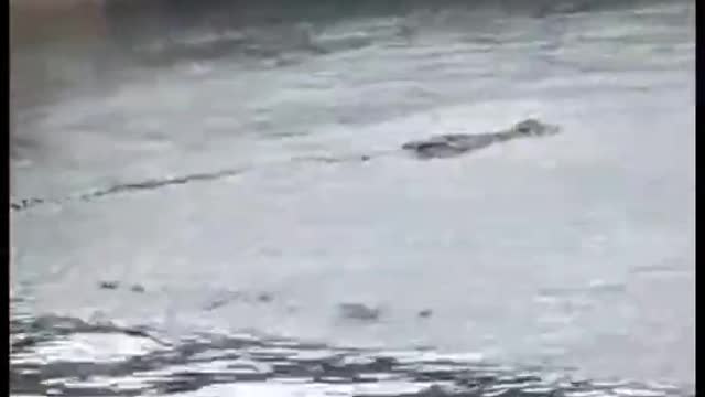 Giant crocodile spotted on west coast of Lion City
