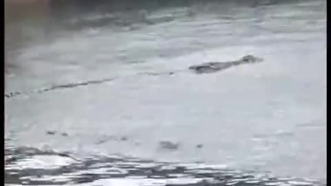 Giant crocodile spotted on west coast of Lion City