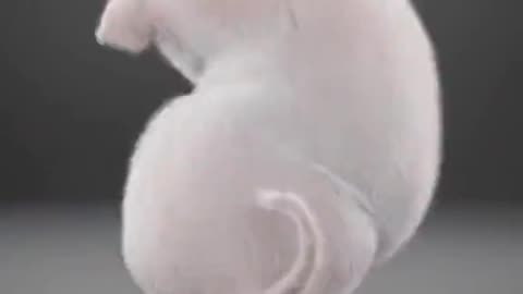 Viral pigs#dancing#@