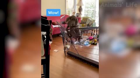 Funny animal moments
