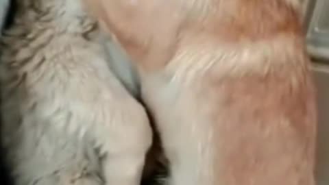 Dog loves funny video