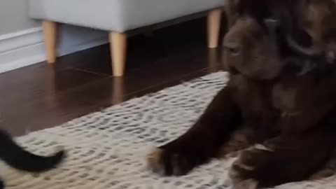 most funny video