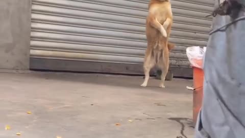 Dogs as a pet are funny at home viral clips