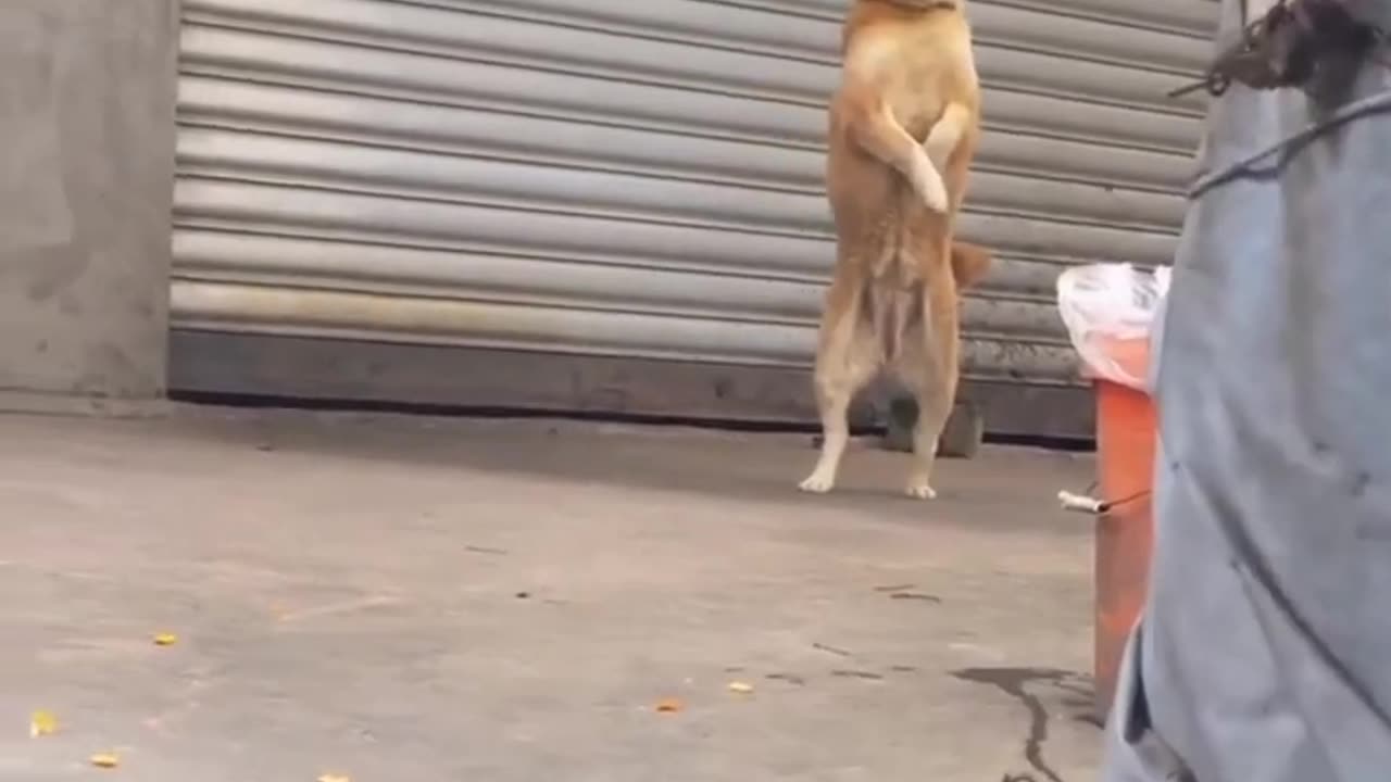Dogs as a pet are funny at home viral clips