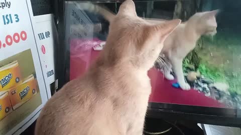 My kitten Angeline's reaction when she saw a video of her behavior on the computer monitor