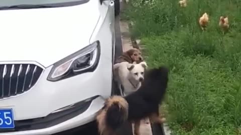 Funniest animal videos of 2023