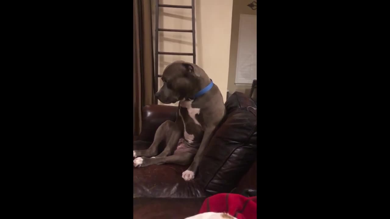 Exhausted pit bull tries so hard to fight off sleep