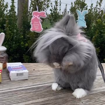 Beautiful animal videos