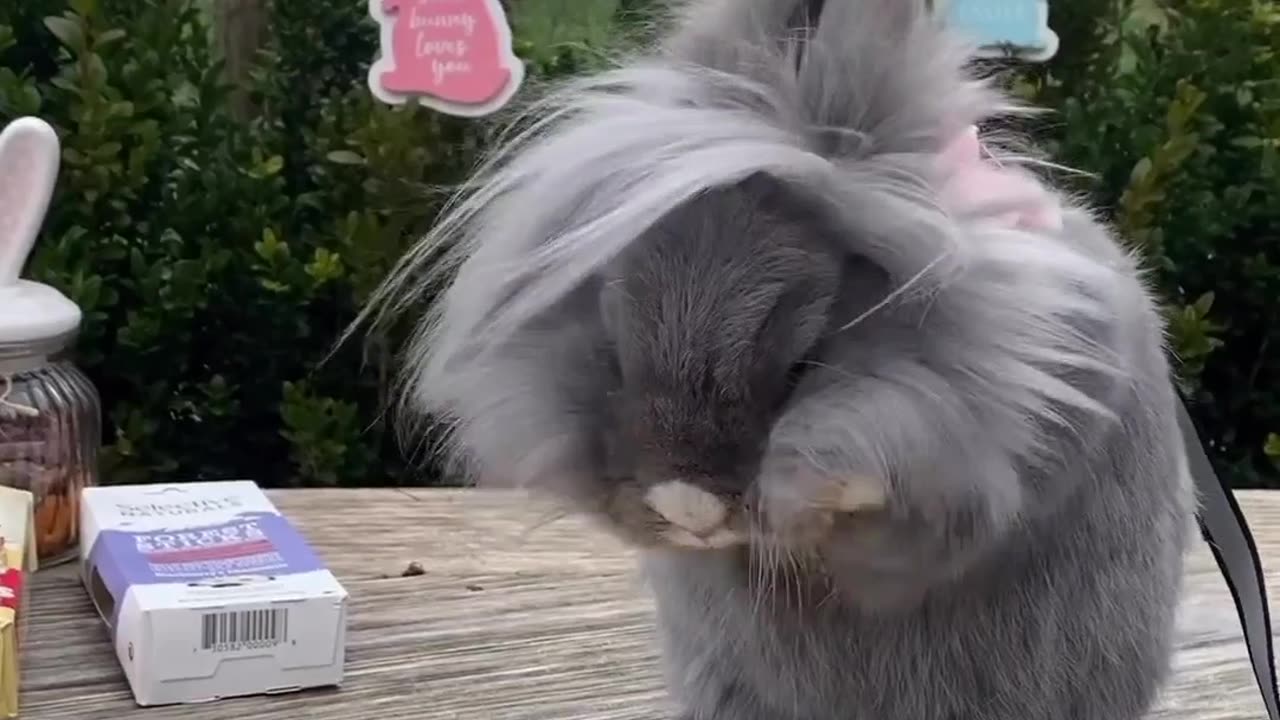 Beautiful animal videos
