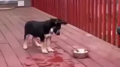 Pawsome Laughter: Funny Cats and Dogs 2022 - Part 11