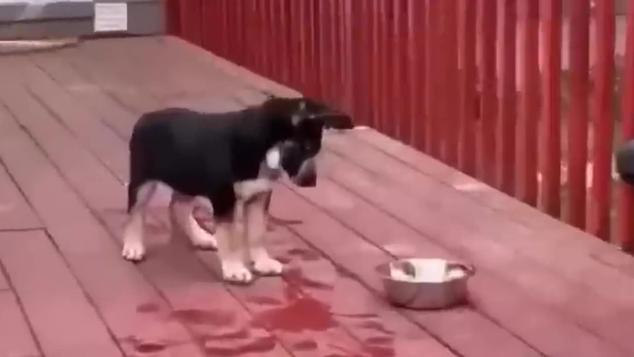 Pawsome Laughter: Funny Cats and Dogs 2022 - Part 11