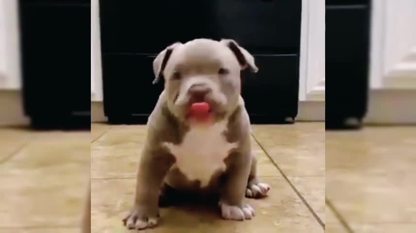 cute voice dog - Cute dog's Little cute dog's #Animals04