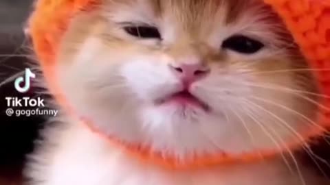 The Cutest Cat You'll Ever See | Adorable Feline Compilation