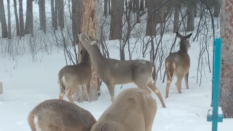 Bad deer!