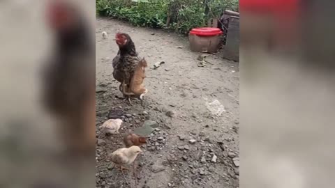 New Funny Funniest Cats And Dogs Competition😂 || @BPF34 ANIMAL VIDEO
