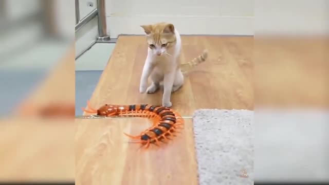 Cute & Funny Animal Compilation 😂😂
