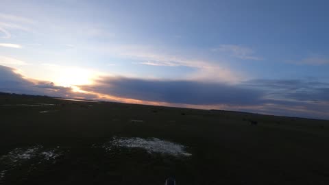 240306Go_PPGLincBuzzingCowsSunset