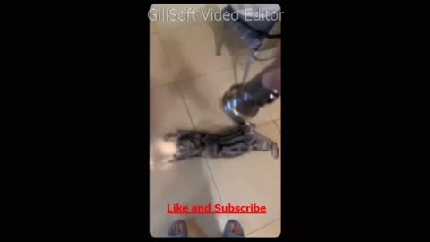 Funny Cat