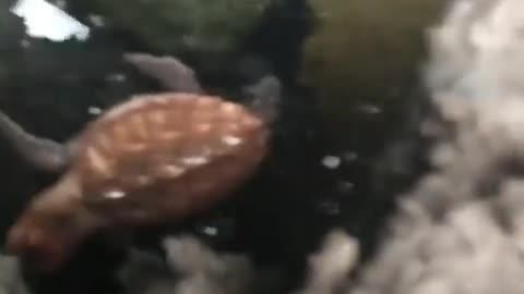 wildlife