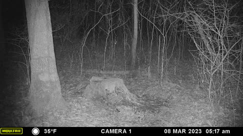 Fox on the move